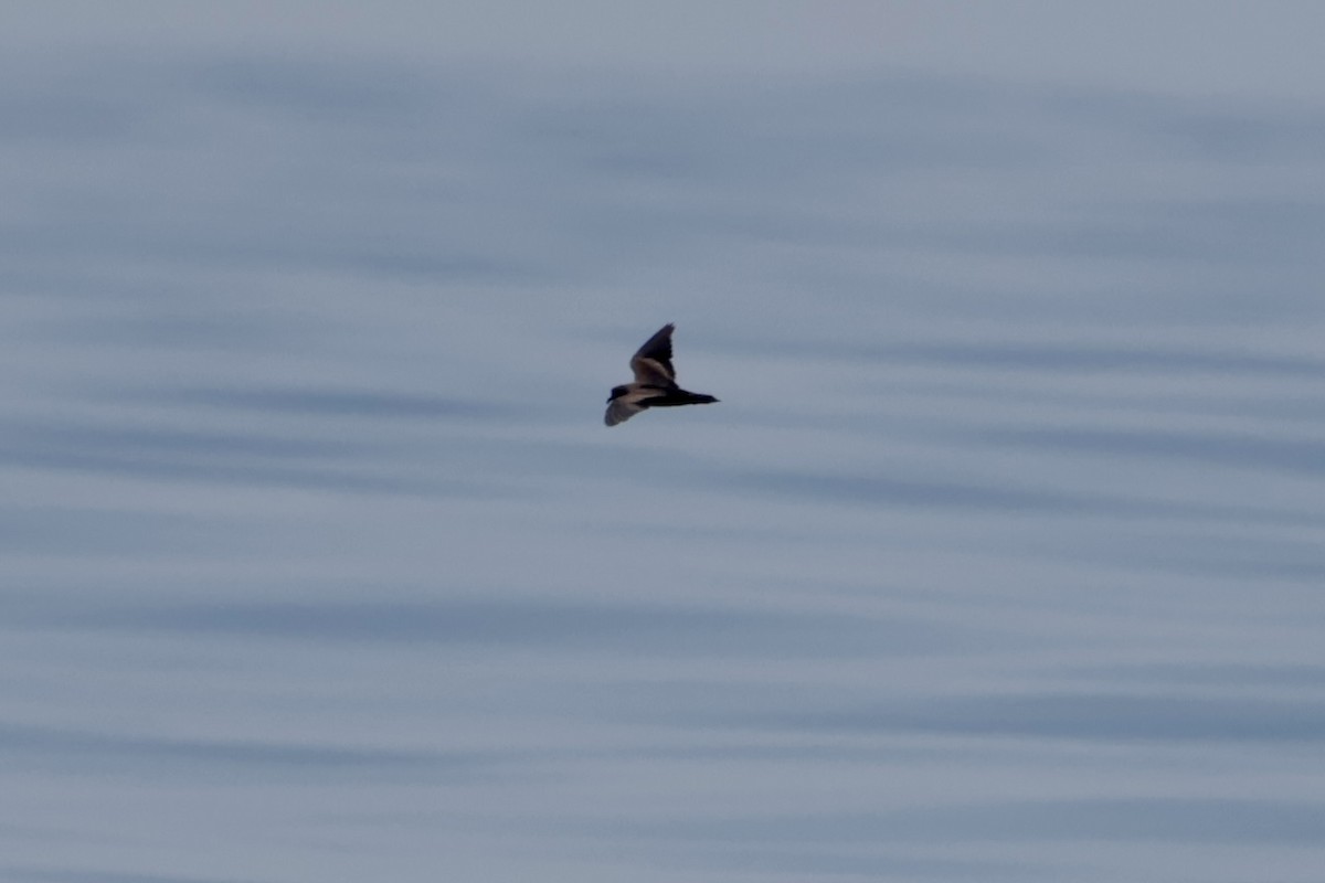 Качурка північна/негроанська - ML647197352