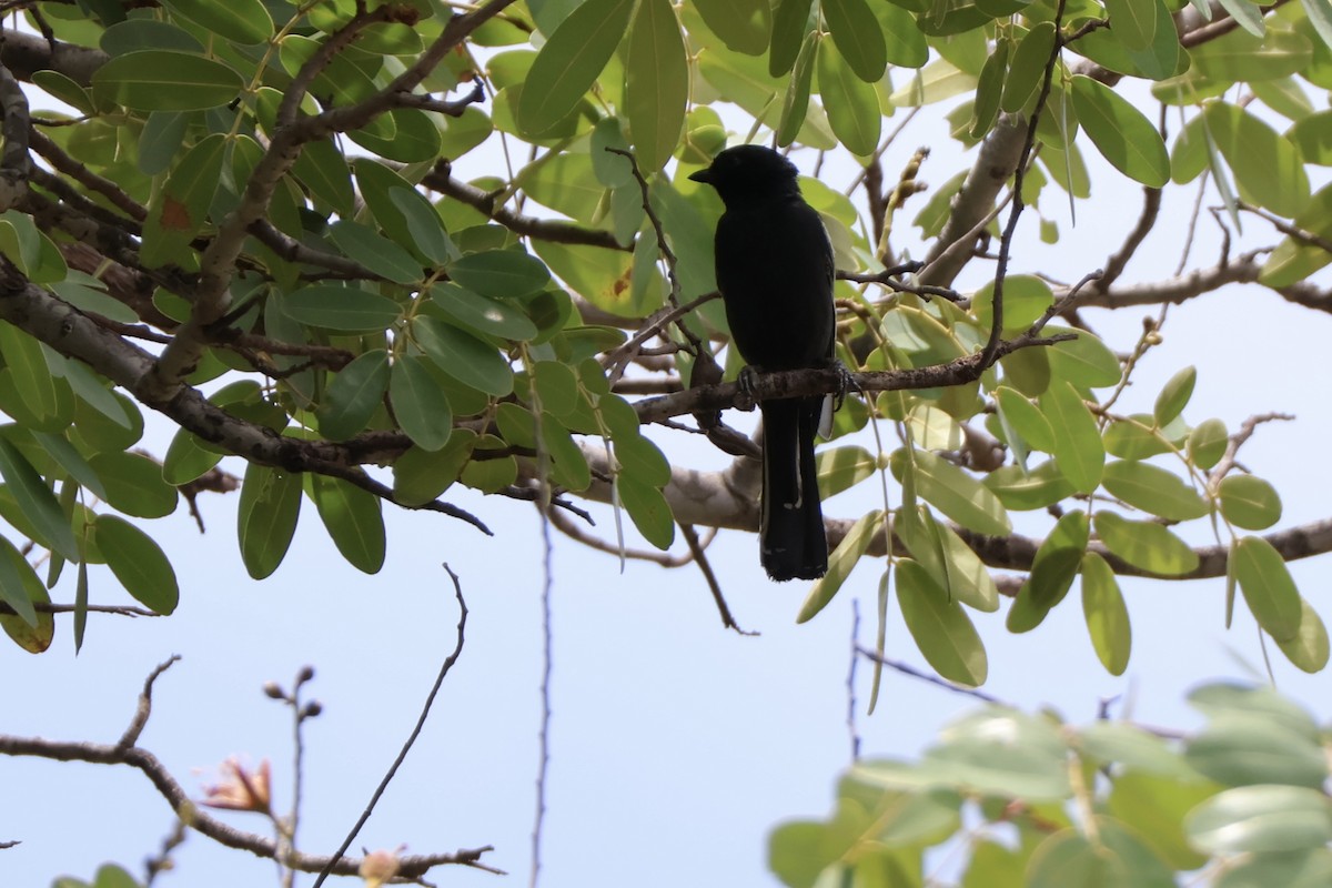 Синиця південна - ML647197356