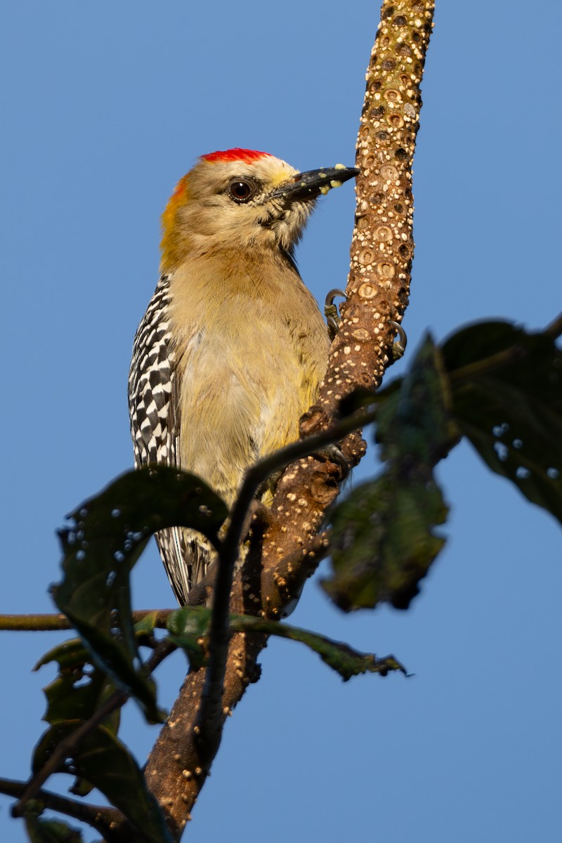 Гіла нікарагуанська - ML647197357