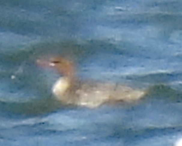 Крех середній - ML647197358