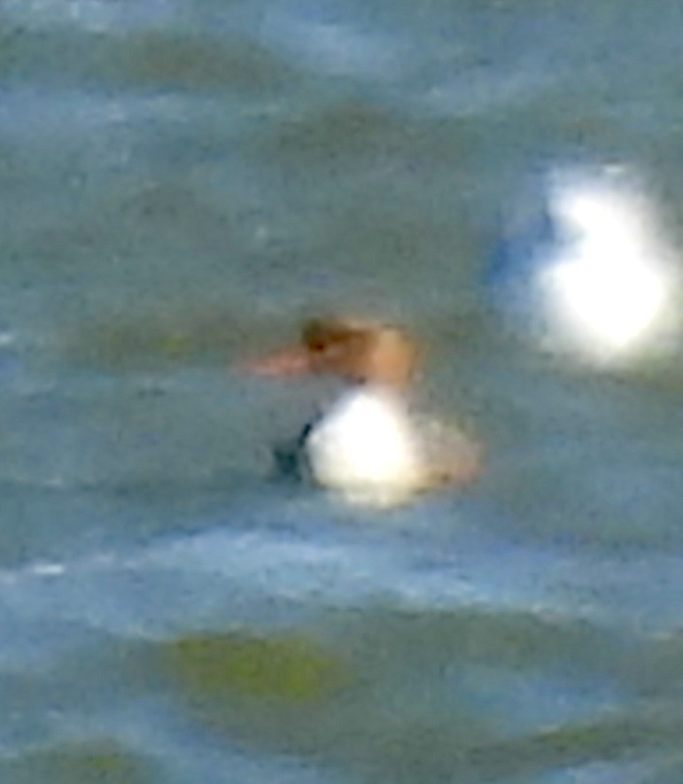 Крех середній - ML647197359