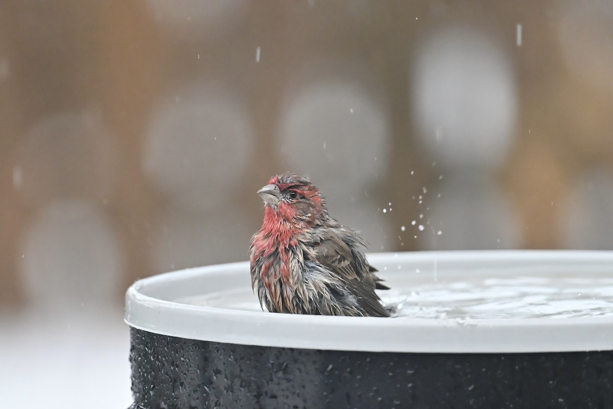 Чечевиця садова - ML647197360