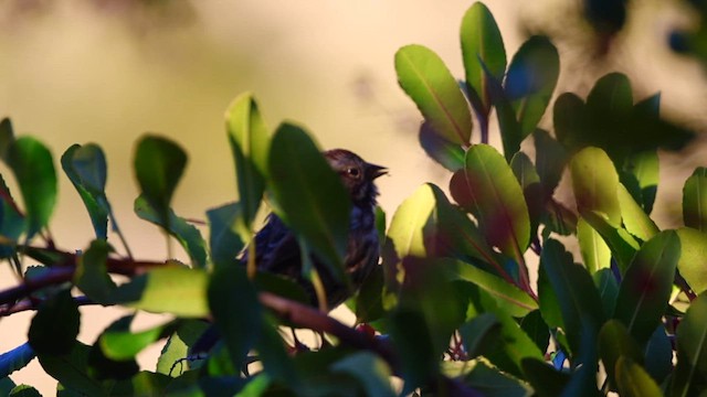 Пасовка співоча - ML647197365