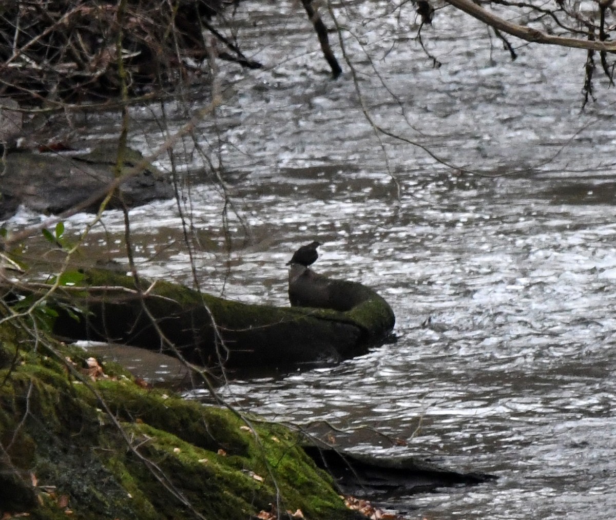 White-throated Dipper - ML647197400