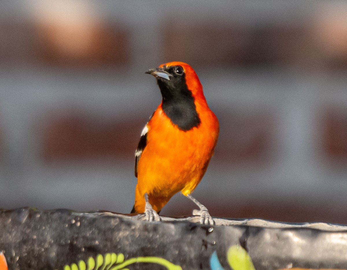 Hooded Oriole - ML647197404