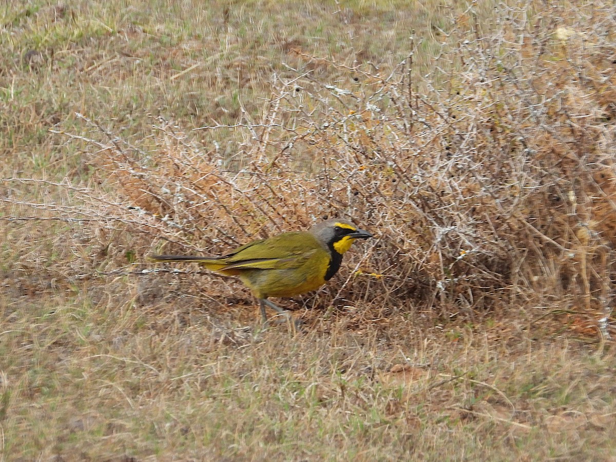 Gonolek bacbakiri (groupe zeylonus) - ML647197406