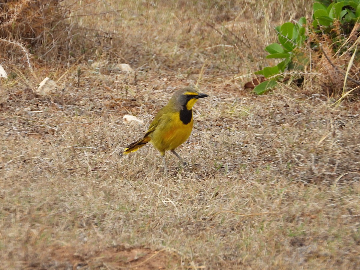 Gonolek bacbakiri (groupe zeylonus) - ML647197407