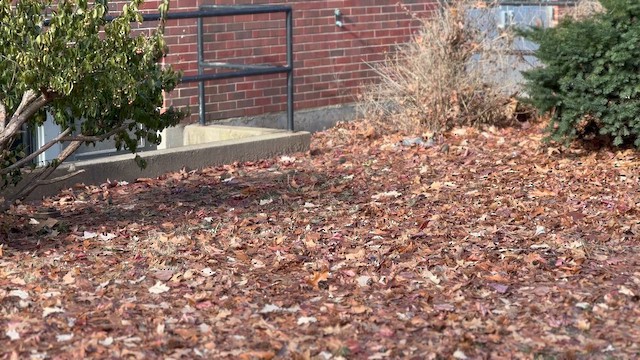 Чиж сосновий - ML647197408