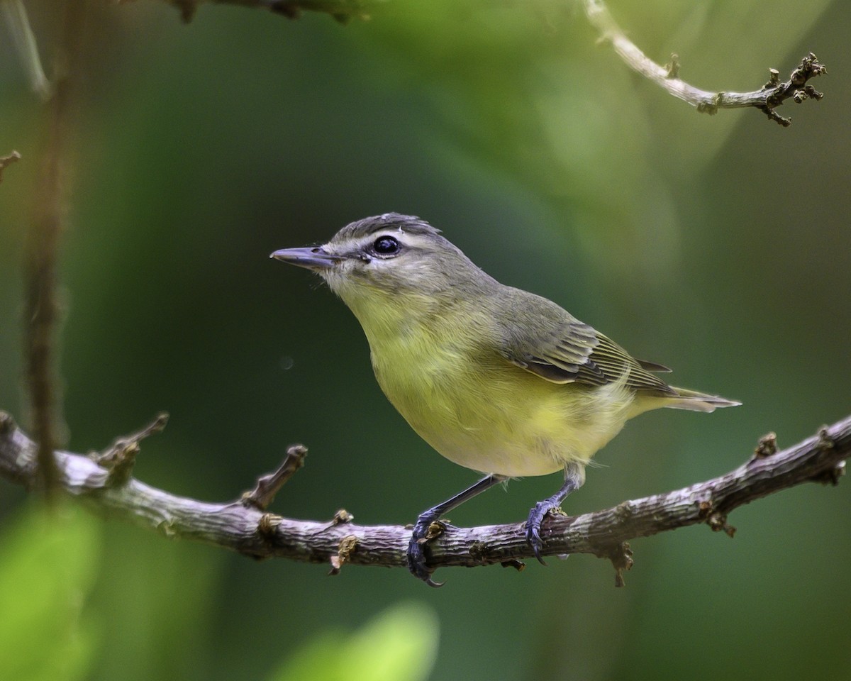 Bireo filadelfiarra - ML647197422