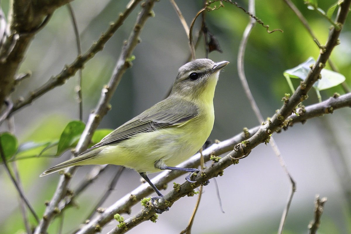 Bireo filadelfiarra - ML647197423