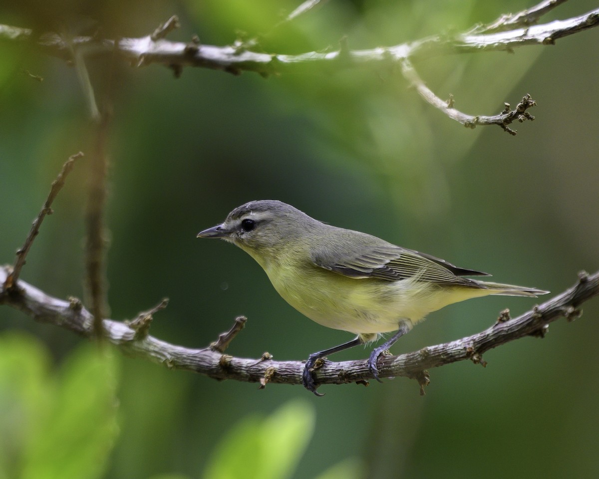 Bireo filadelfiarra - ML647197424