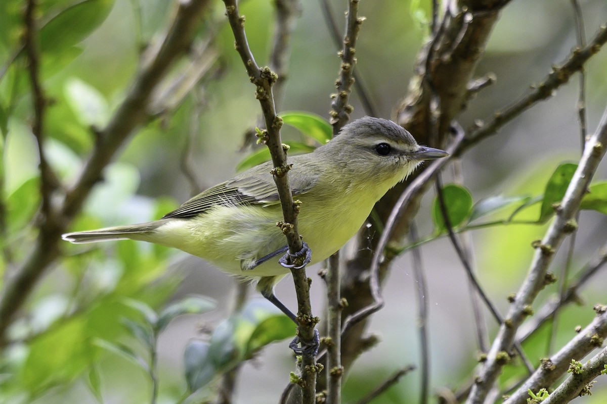 Bireo filadelfiarra - ML647197425