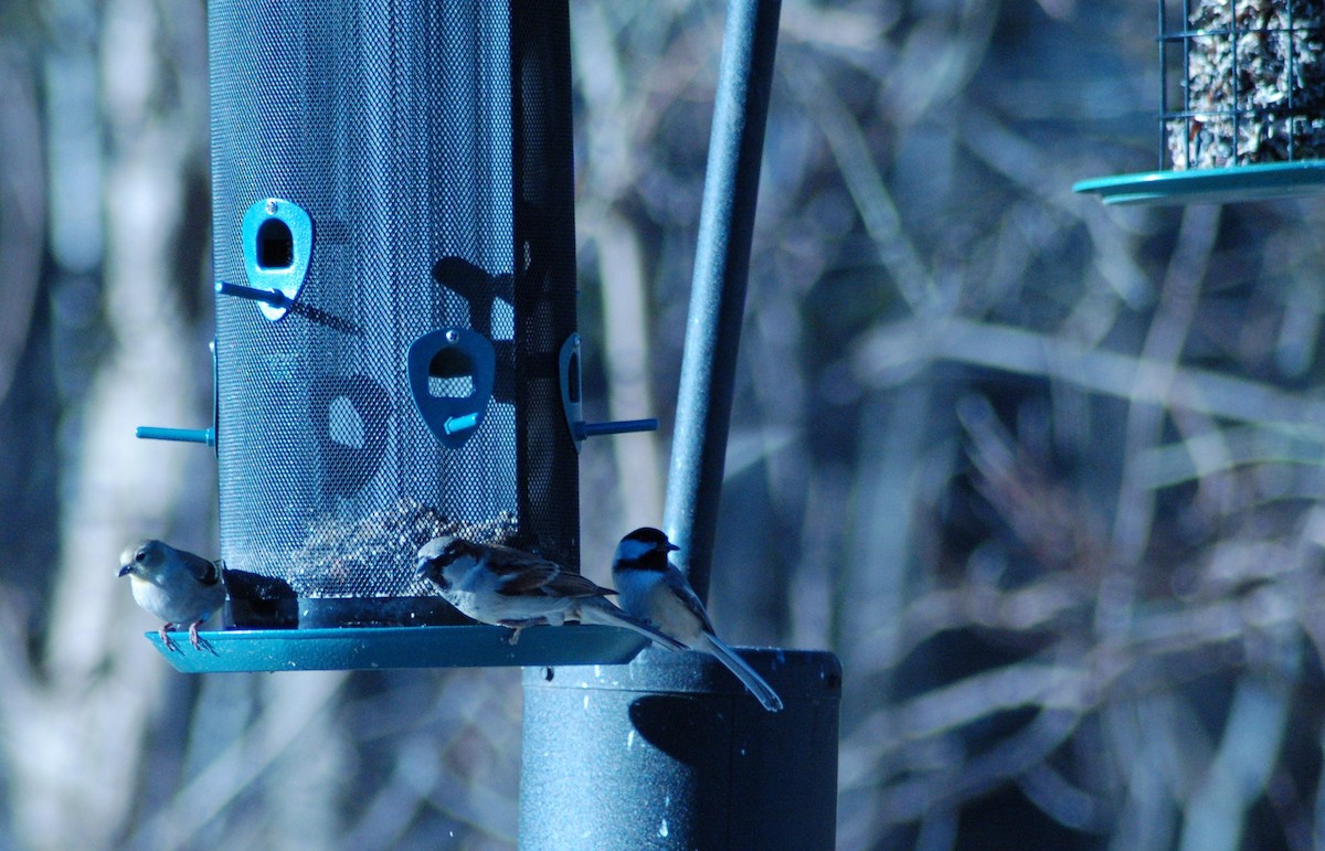 Carbonero Cabecinegro - ML647197450