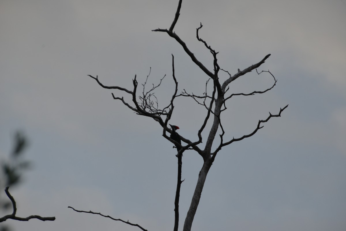 Pileated Woodpecker - ML647197462