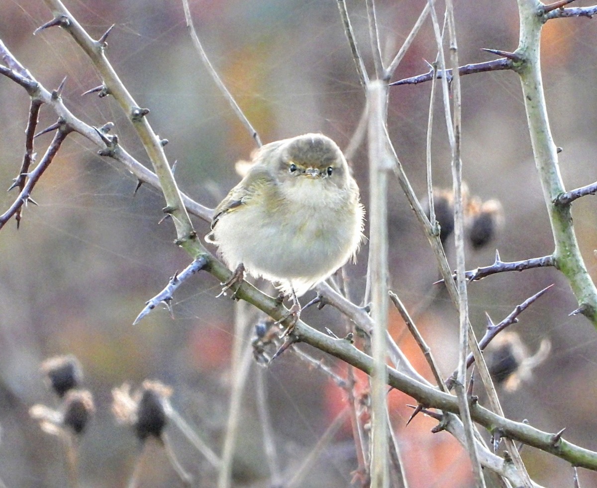 Пеночка-теньковка - ML647197491