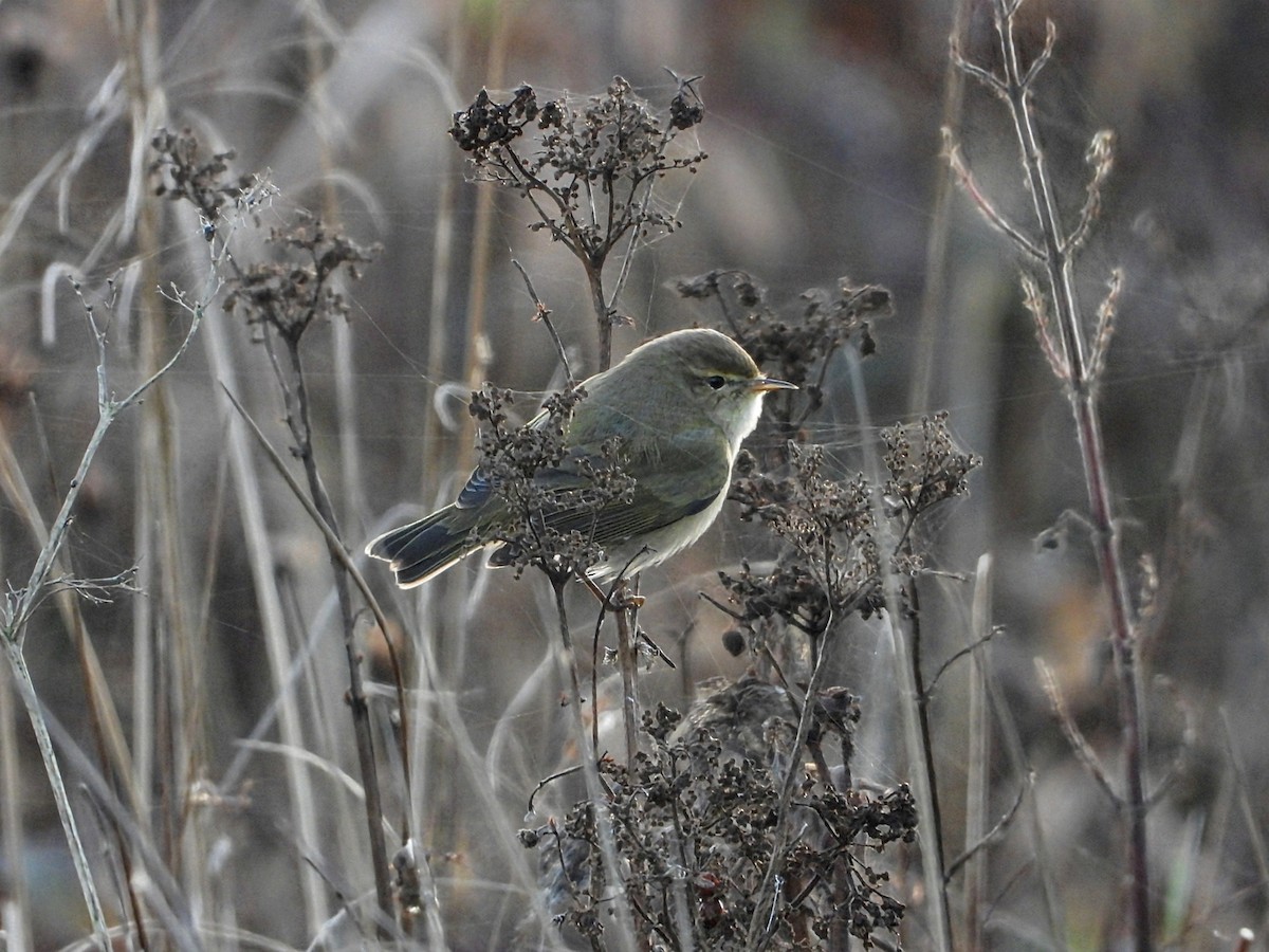 Пеночка-теньковка - ML647197493
