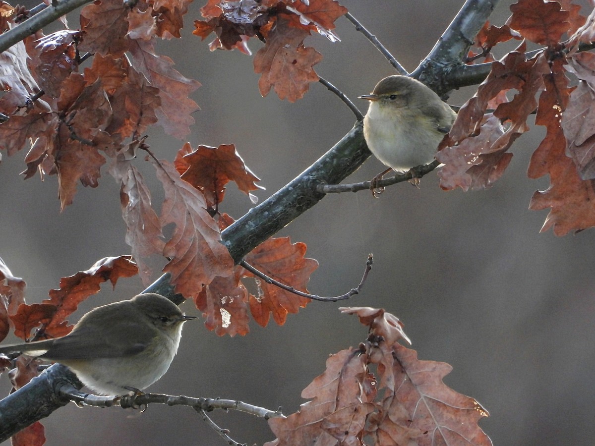 Пеночка-теньковка - ML647197494