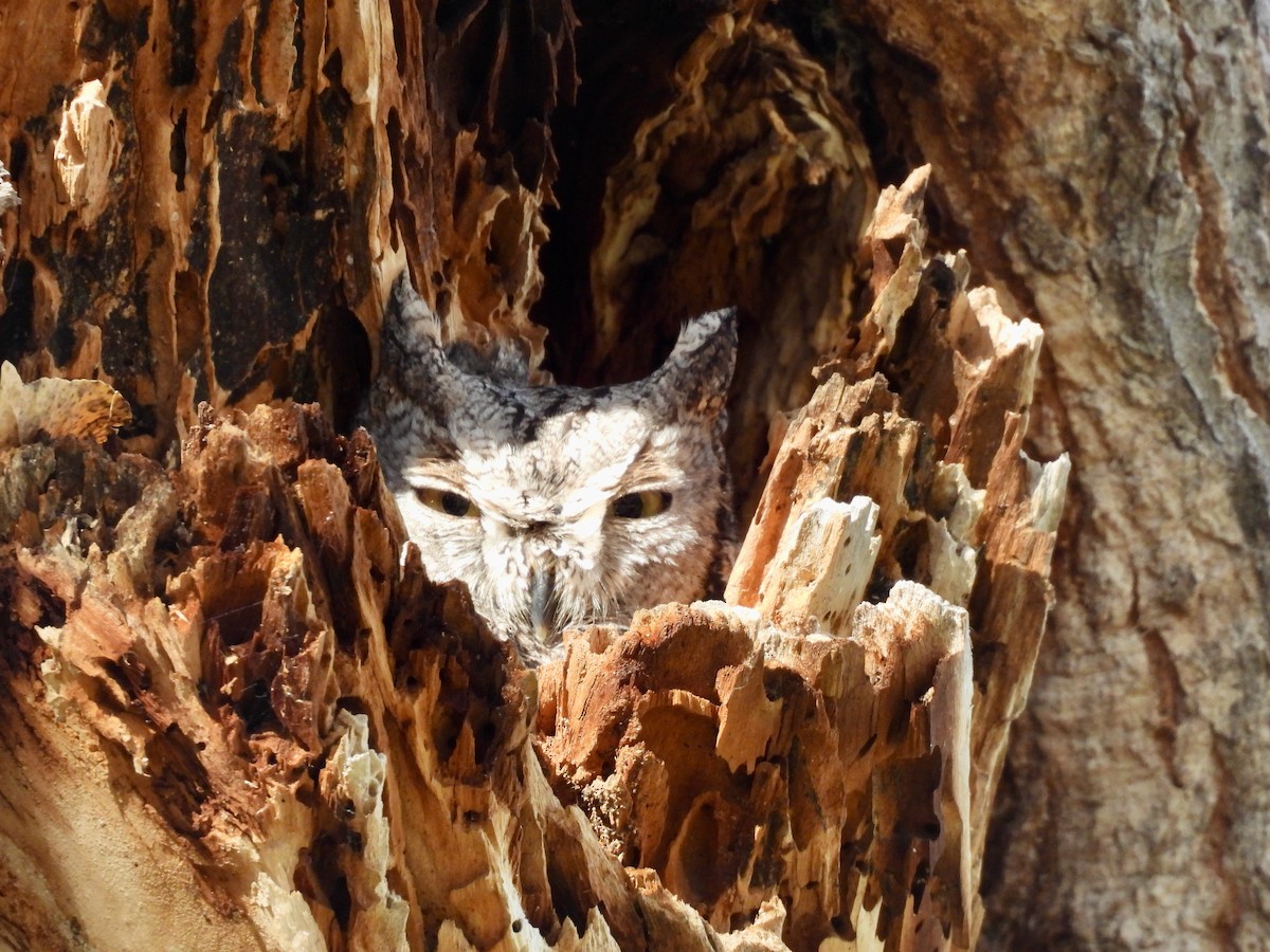 Western Screech-Owl - ML647197495