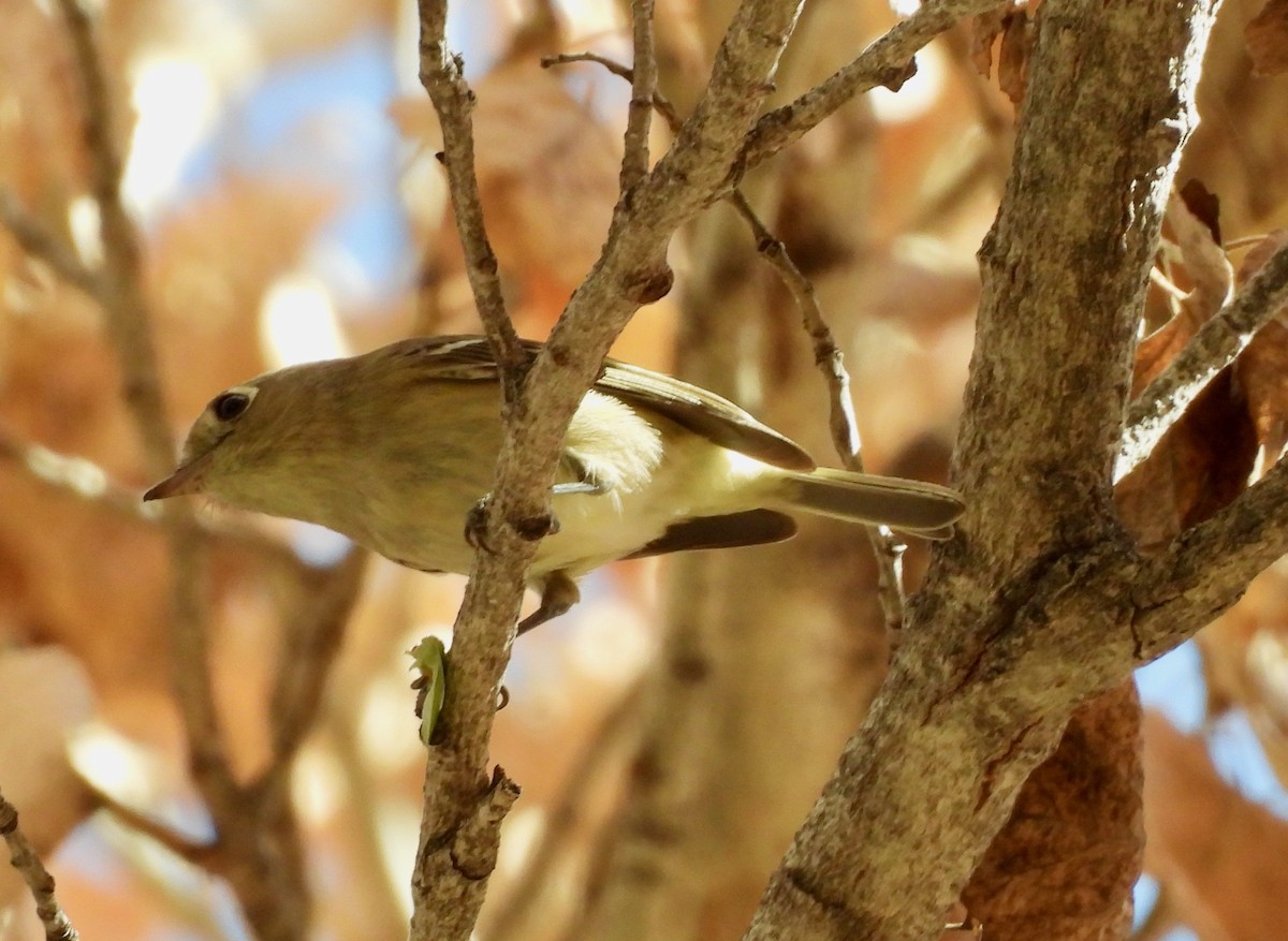 Hutton's Vireo - ML647197504