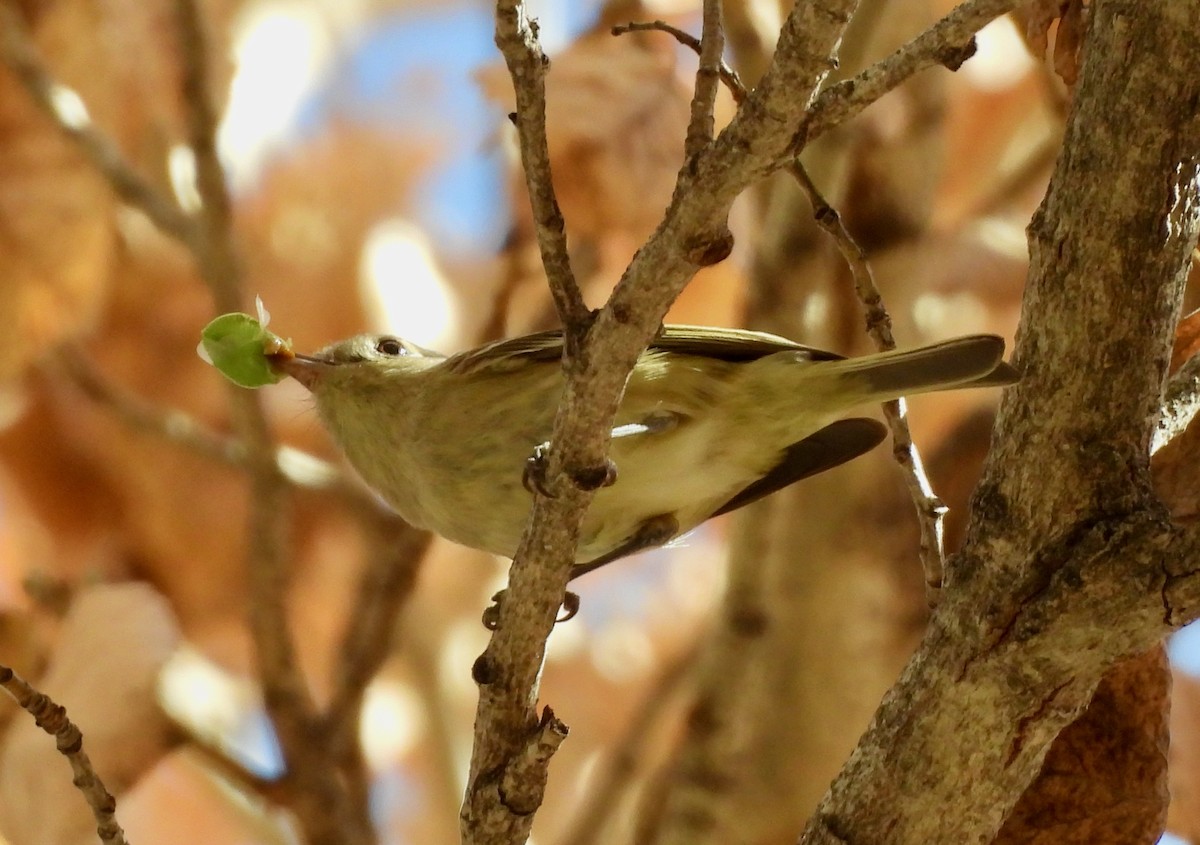 Hutton's Vireo - ML647197505