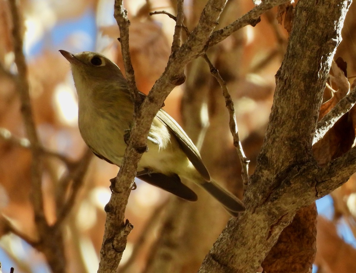 Hutton's Vireo - ML647197506