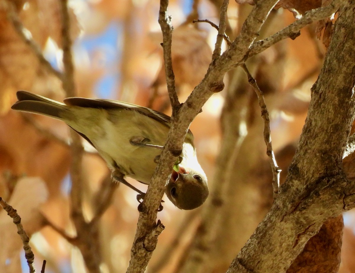 Hutton's Vireo - ML647197507