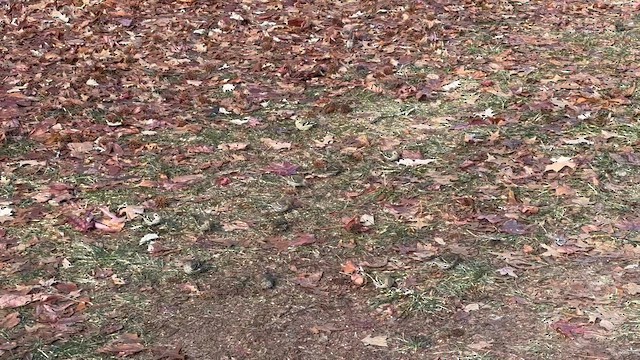 Чиж сосновий - ML647197516