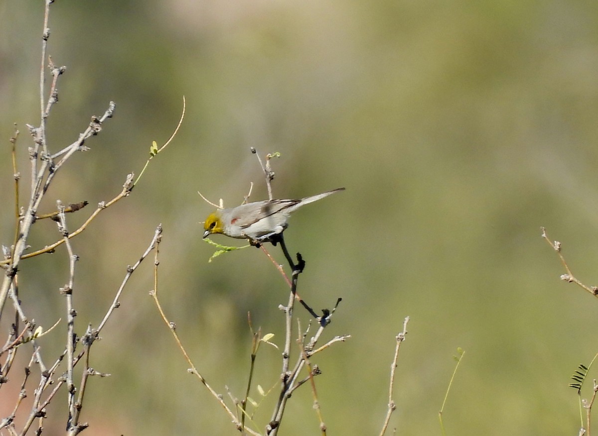 Verdin - ML647197517