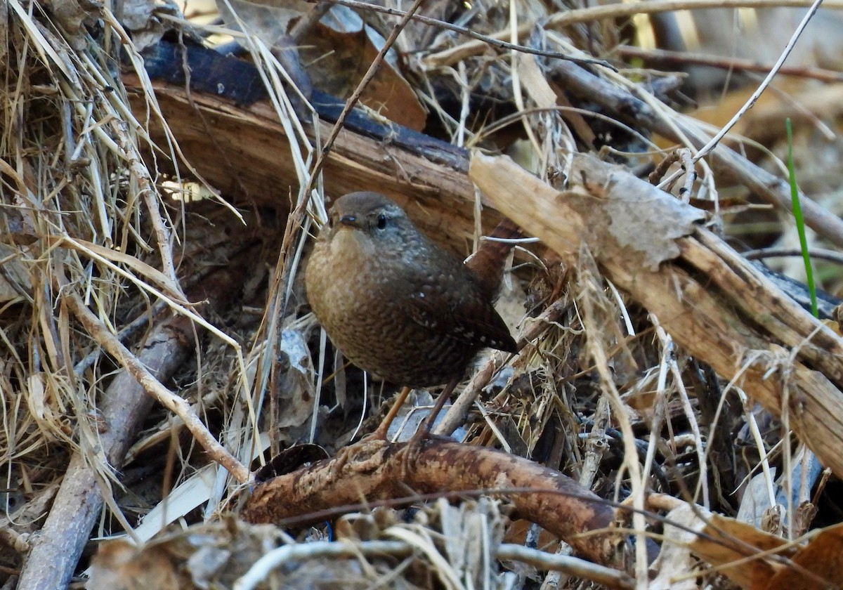 Winter Wren - ML647197529