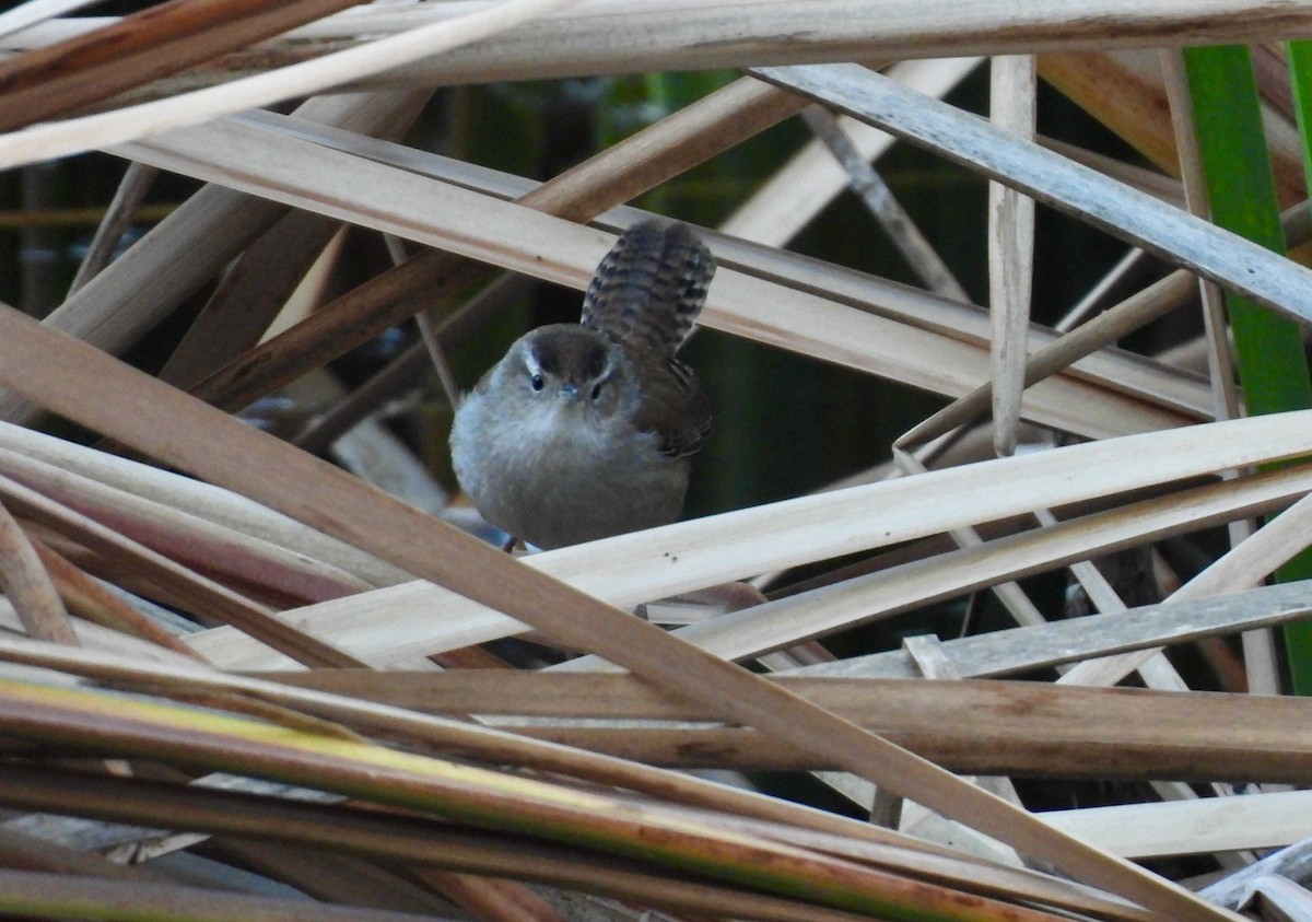 Marsh Wren - ML647197530