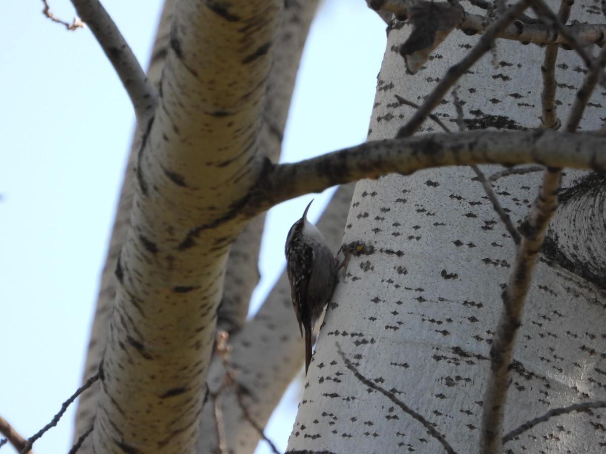 タンシキバシリ - ML647197533