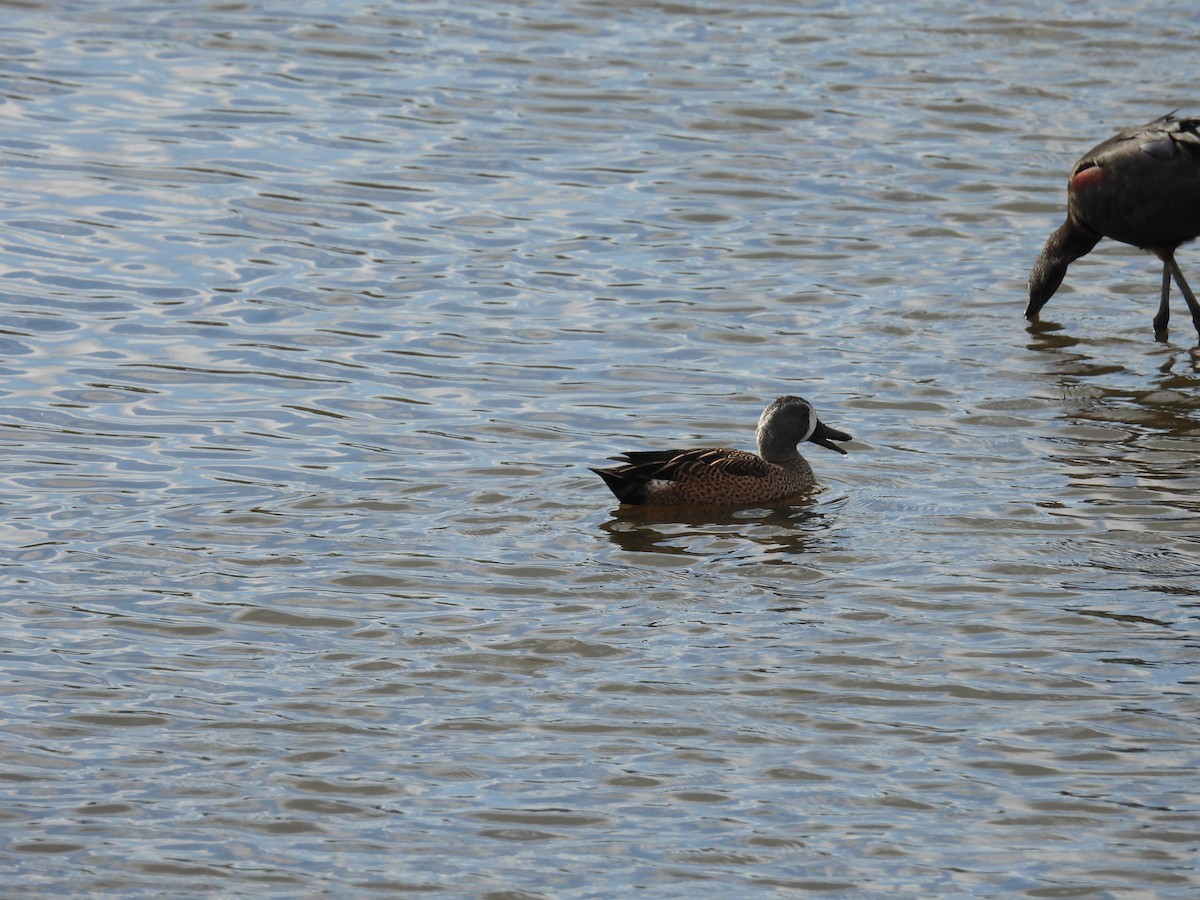 Zertzeta hegalurdina - ML647197534