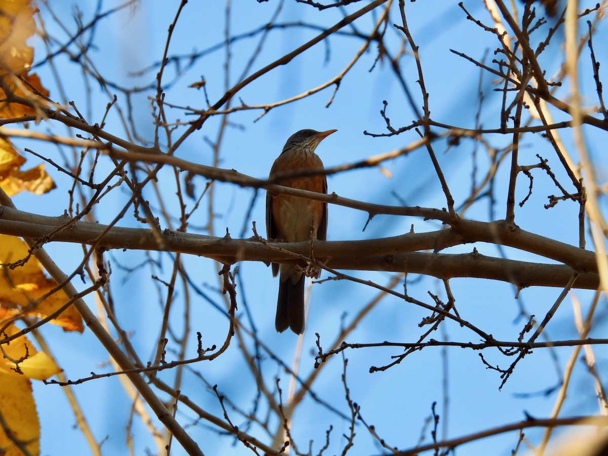 drozd rezavohřbetý - ML647197535