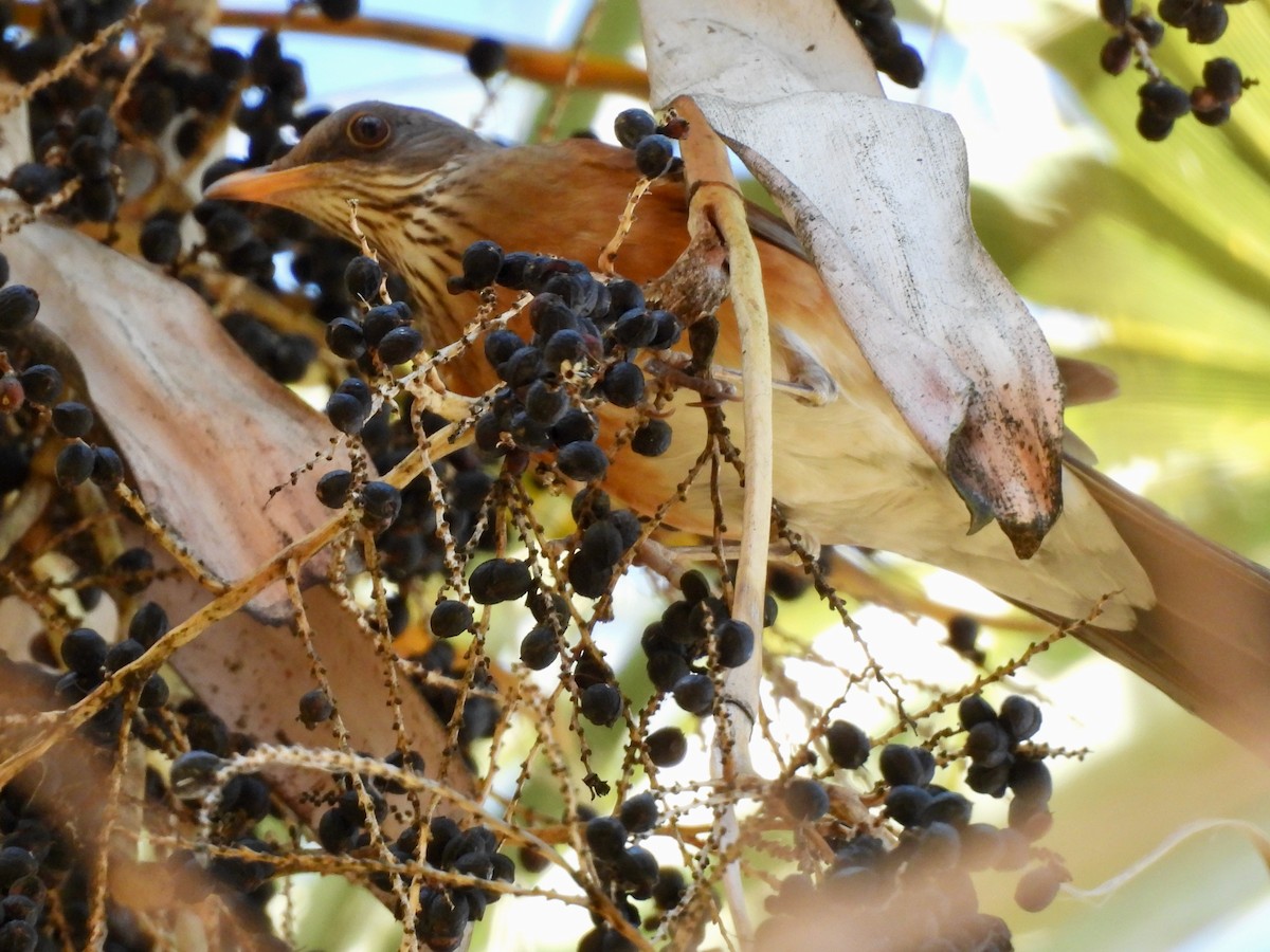 drozd rezavohřbetý - ML647197536