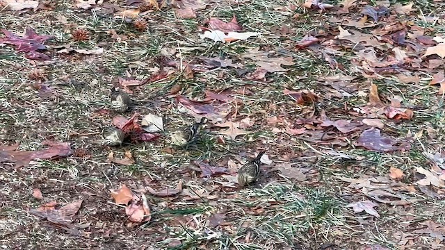 Чиж сосновий - ML647197540