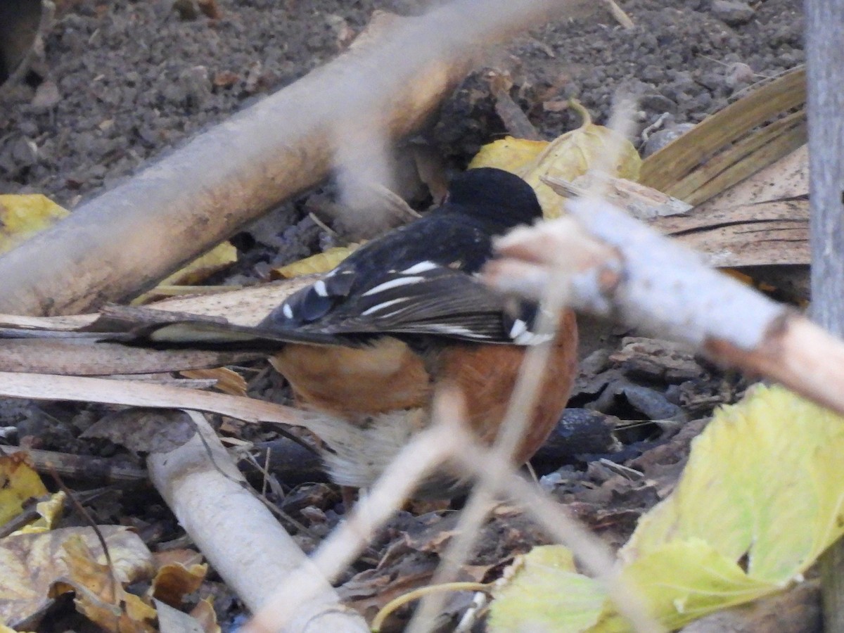 Spotted Towhee - ML647197541
