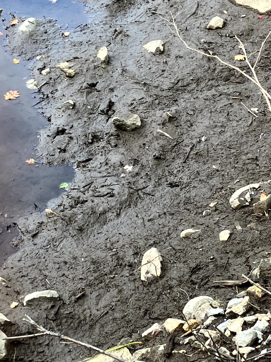 Kuliska hankahori handia - ML647197573