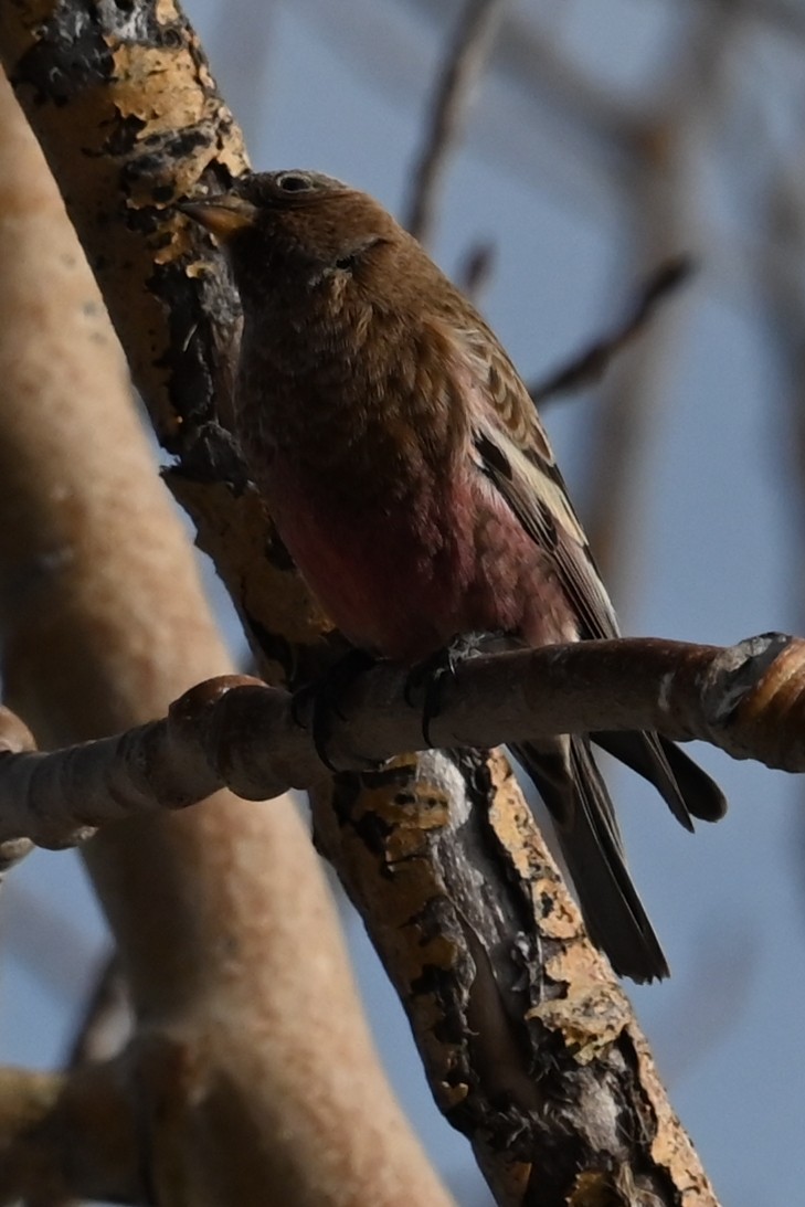 pěnkavice coloradská - ML647197583