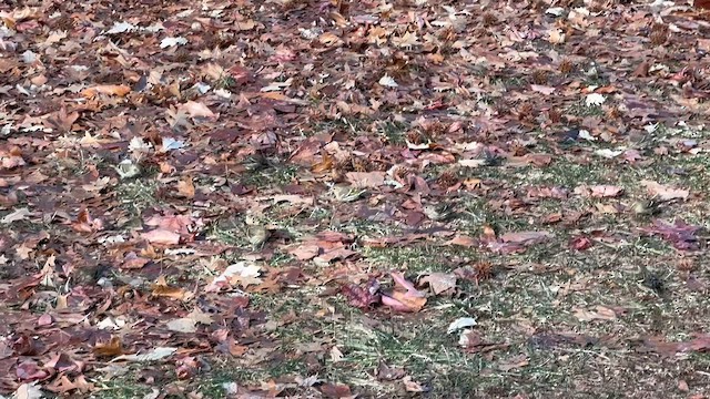 Чиж сосновий - ML647197584