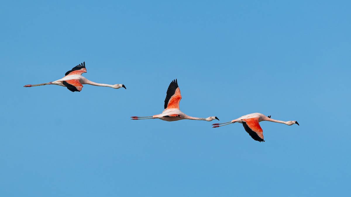 Chilean Flamingo - ML647197585
