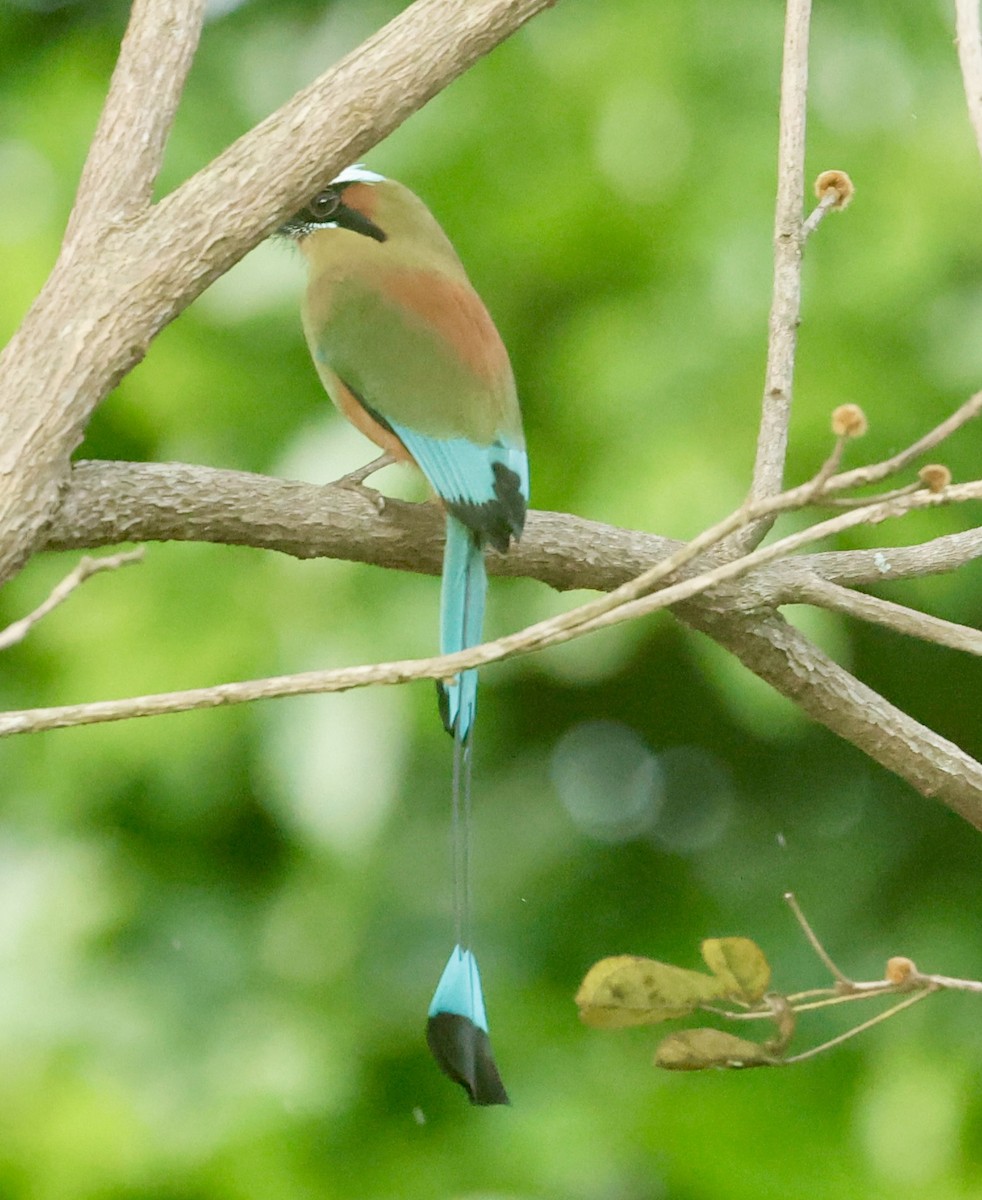 Момот рудочеревий - ML647197603