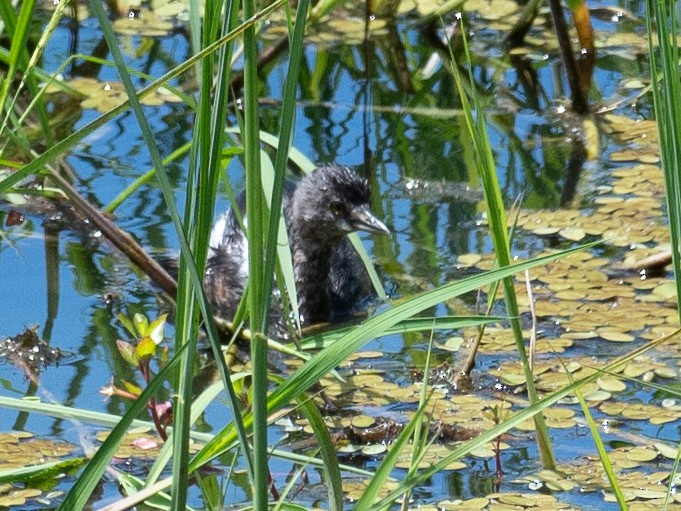 Least Grebe - ML647197607