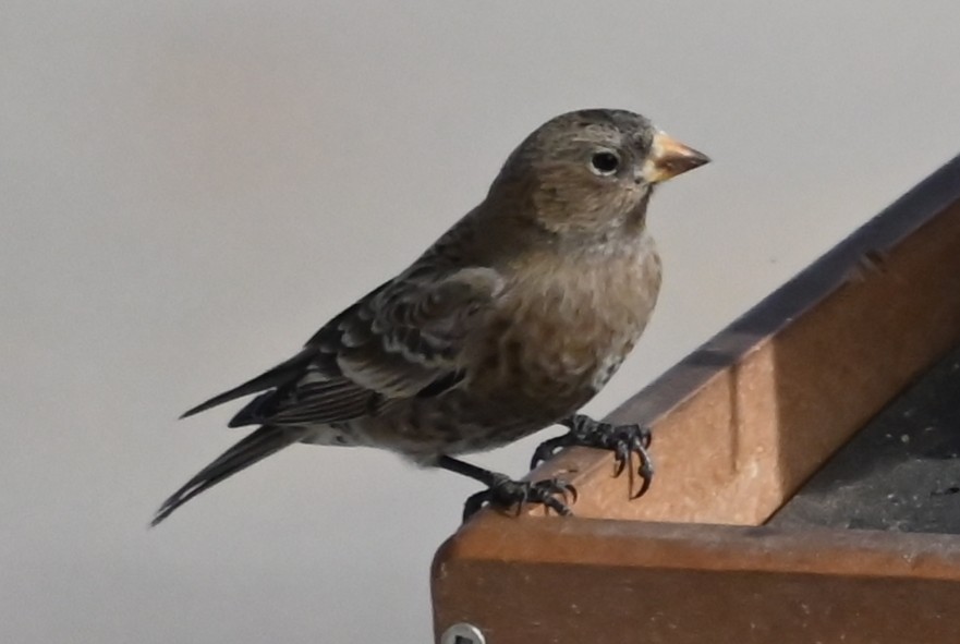 pěnkavice coloradská - ML647197641