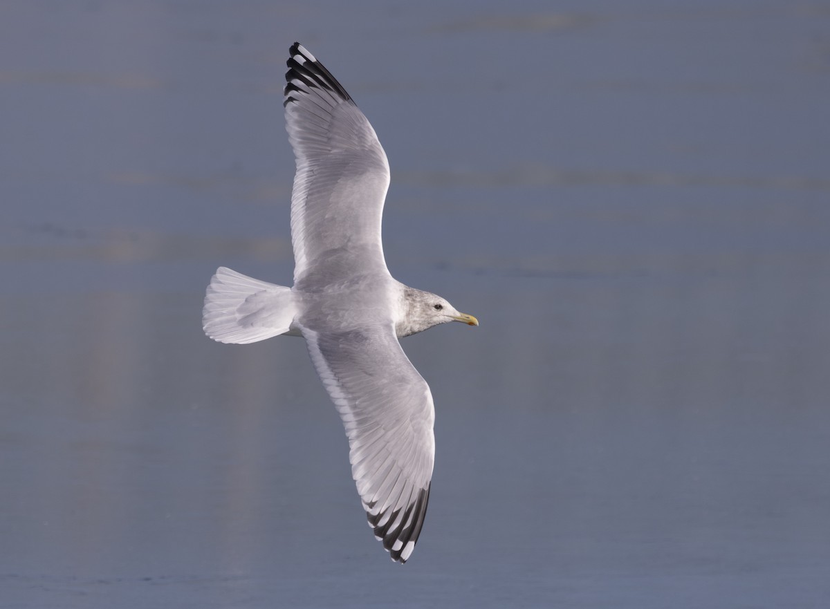 アイスランドカモメ（亜種 カナダカモメ） - ML647197643