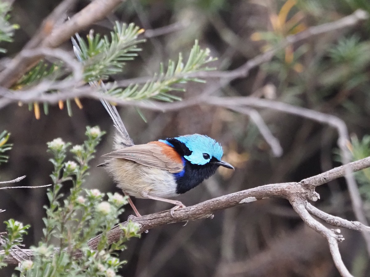 Variegated Fairywren - ML647197657