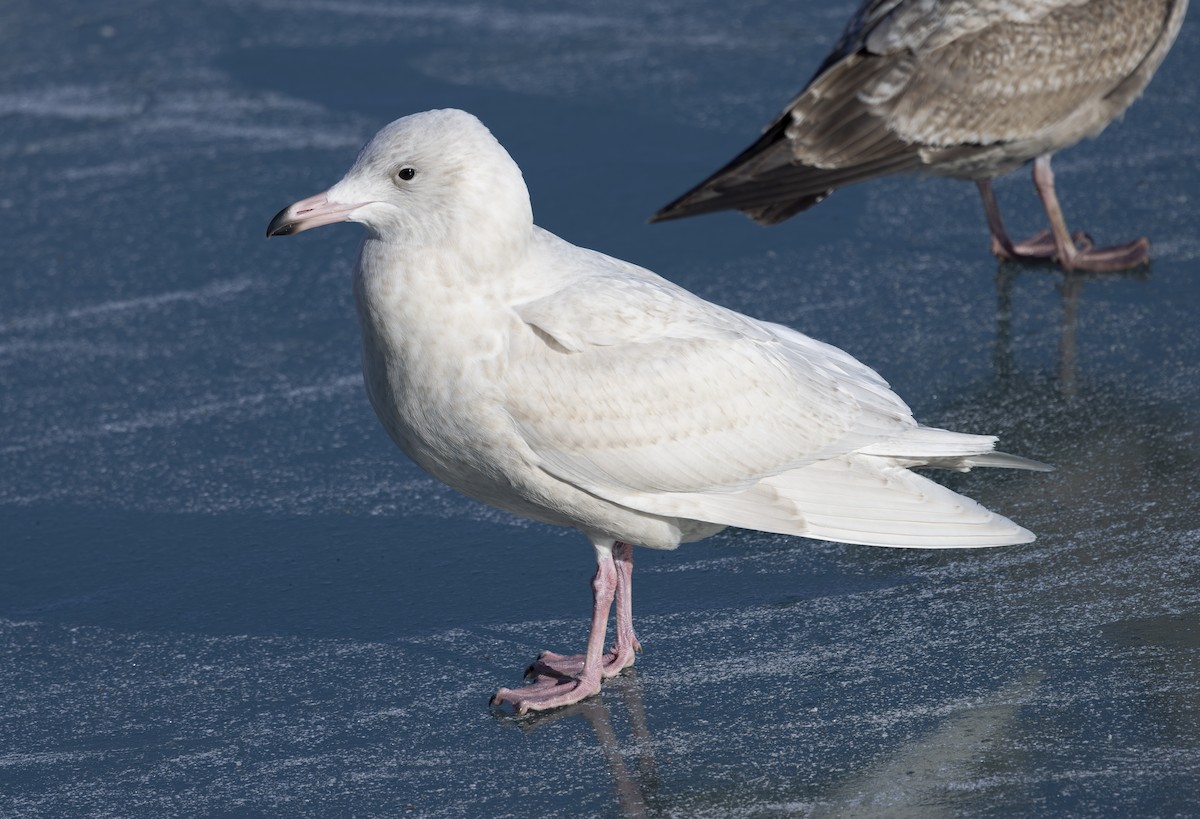 polarmåke - ML647197663