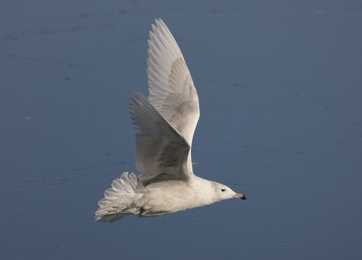 polarmåke - ML647197674