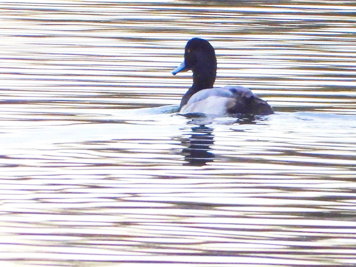 スズガモ - ML647197679