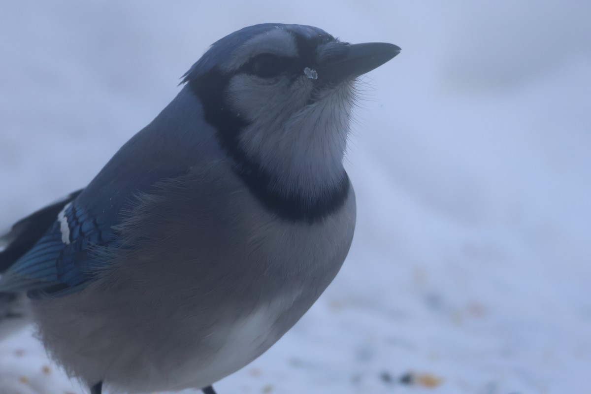 Blue Jay - ML647197707