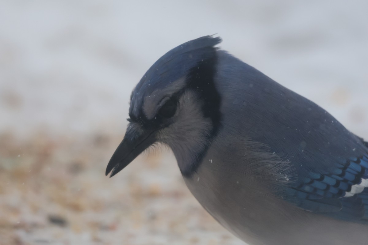 Blue Jay - ML647197708